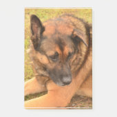 German Shepherd met One Floppy Ear Post-it® Notes (Voorkant)