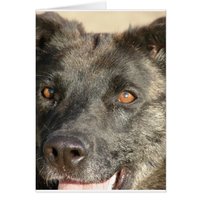 German Shepherd Mix (Voorkant)