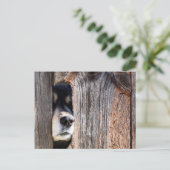 German Shepherd Nose Peeking Through Fence Briefkaart (Staand voorkant)