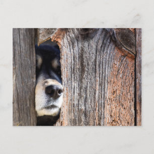 German Shepherd Nose Peeking Through Fence Briefkaart