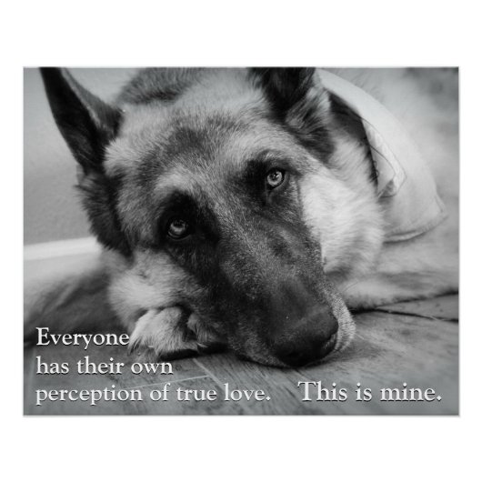 German Shepherd Perfect Poster (Voorkant)