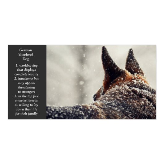 German Shepherd Perfect Poster (Voorkant)