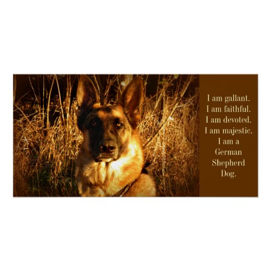 German Shepherd Perfect Poster (Voorkant)