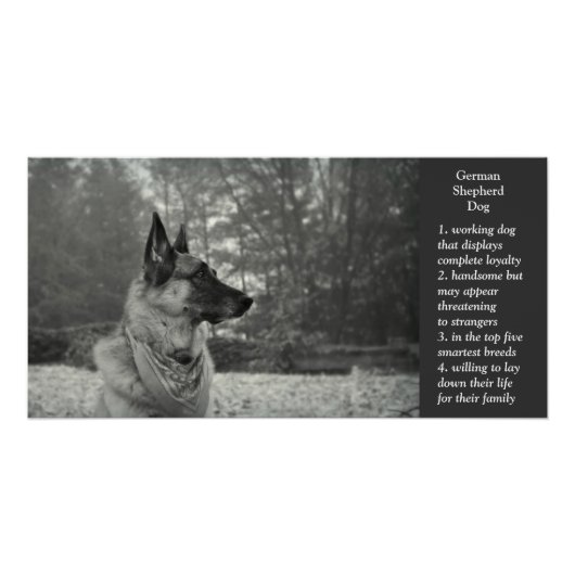 German Shepherd Perfect Poster (Voorkant)