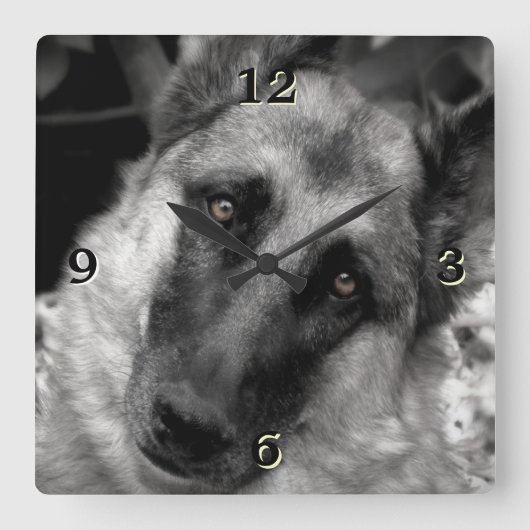German Shepherd Photo Wall klok (Voorkant)