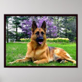 German-Shepherd Poster (Voorkant)