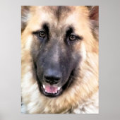 GERMAN SHEPHERD POSTER (Voorkant)