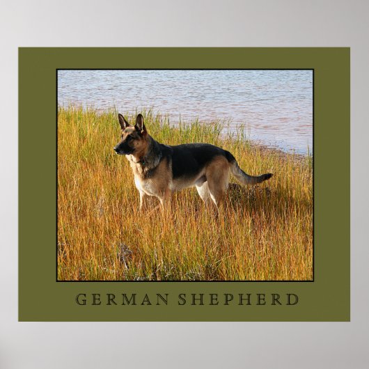 German Shepherd Print (Voorkant)