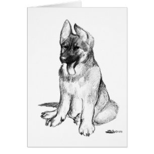 German Shepherd Puppy