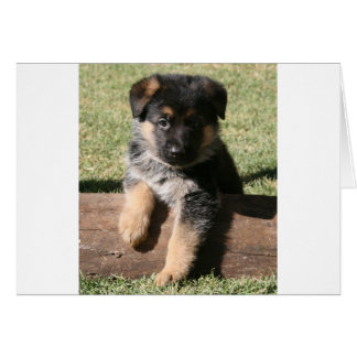 German Shepherd Puppy "Big Max"