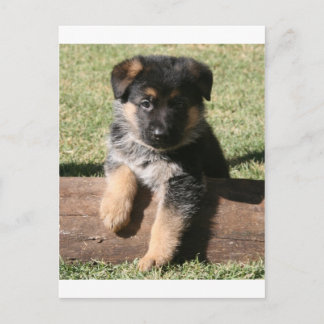 German Shepherd Puppy "Big Max" Briefkaart
