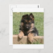 German Shepherd Puppy Briefkaart (Voorkant / Achterkant)