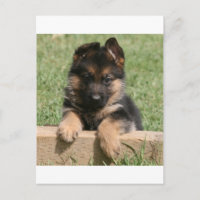 German Shepherd Puppy