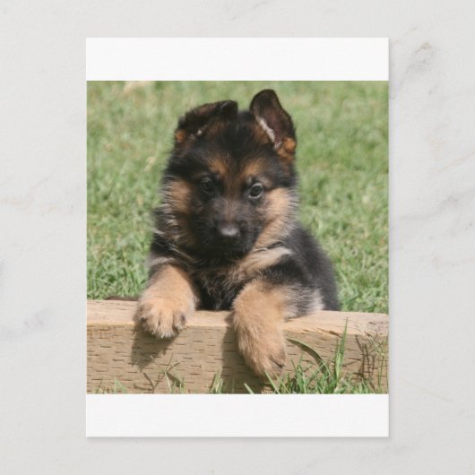 German Shepherd Puppy Briefkaart (Voorkant)