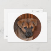 German Shepherd Puppy Briefkaart (Voorkant / Achterkant)
