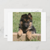German Shepherd Puppy Briefkaart (Voorkant / Achterkant)