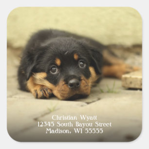 German Shepherd Puppy Dog Return Address Vierkante Sticker