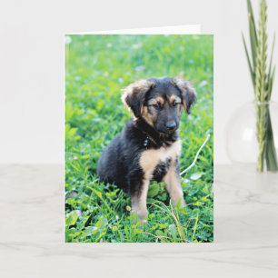 German Shepherd Puppy Kaart