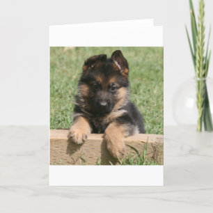German Shepherd Puppy Kaart
