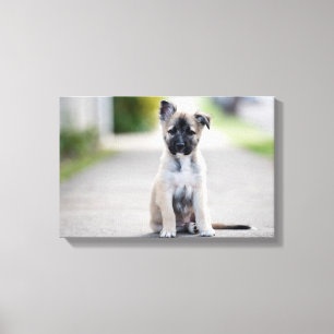 German Shepherd Puppy on Footpath Canvas Afdruk