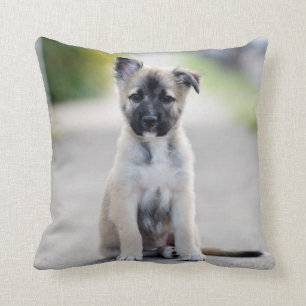 German Shepherd Puppy on Footpath Kussen