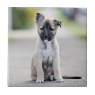 German Shepherd Puppy on Footpath Tegeltje