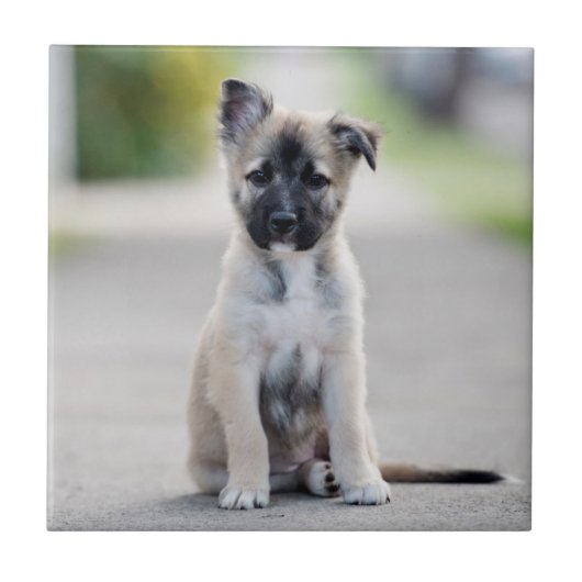 German Shepherd Puppy on Footpath Tegeltje (Voorkant)