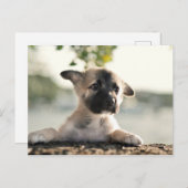 German Shepherd Puppy over Ledge Briefkaart (Voorkant / Achterkant)