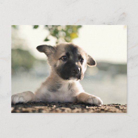 German Shepherd Puppy over Ledge Briefkaart (Voorkant)