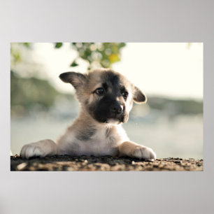 German Shepherd Puppy over Ledge Poster