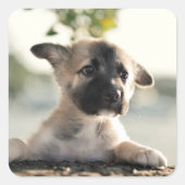 German Shepherd Puppy over Ledge Vierkante Sticker (Voorkant)