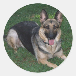 German Shepherd Ronde Sticker