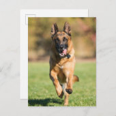 German Shepherd Running Briefkaart (Voorkant / Achterkant)