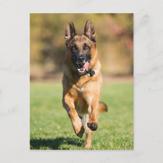 German Shepherd Running Briefkaart (Voorkant)