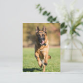 German Shepherd Running Briefkaart (Staand voorkant)