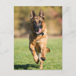 German Shepherd Running Briefkaart
