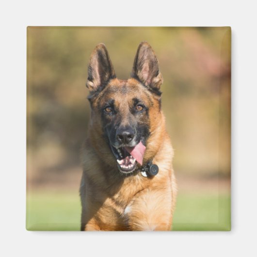 German Shepherd Running Magneet (Voorkant)