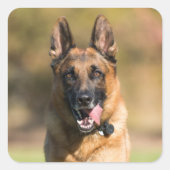 German Shepherd Running Vierkante Sticker (Voorkant)