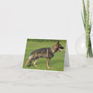 German Shepherd Sable Full Kaart