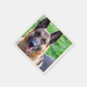 German Shepherd Servet (Hoek)