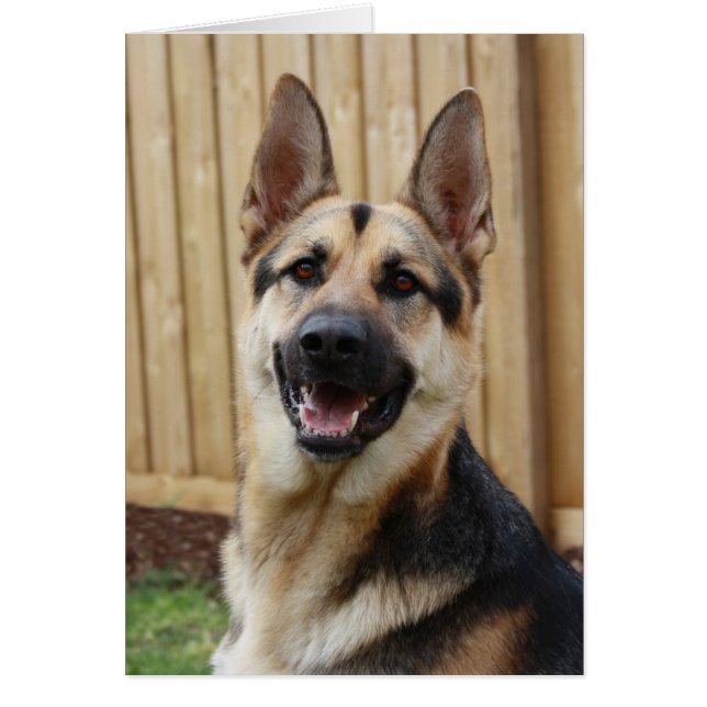 German Shepherd Sitting (Voorkant)