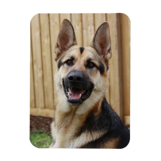 German Shepherd Sitting Magneet (Verticaal)