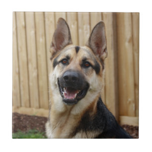 German Shepherd Sitting Tegeltje