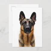 German Shepherd Sitting up Briefkaart (Voorkant / Achterkant)