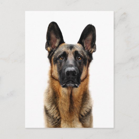 German Shepherd Sitting up Briefkaart (Voorkant)
