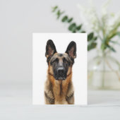 German Shepherd Sitting up Briefkaart (Staand voorkant)