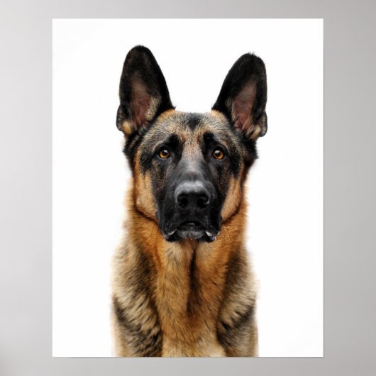 German Shepherd Sitting up Poster (Voorkant)
