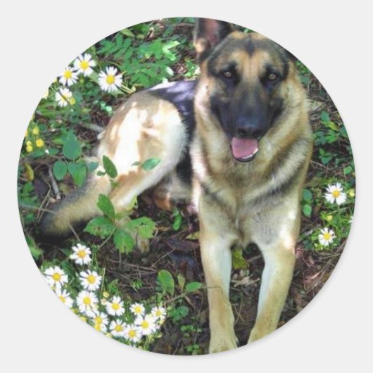 German Shepherd Sticker (Voorkant)