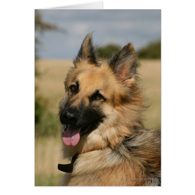 German Shepherd Sticking Tongue (Voorkant)