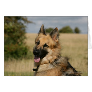 German Shepherd Sticking Tongue